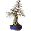 Carpinus coreana yamadori, 87 cm, ± 40 años, con un nebari de 30 cm
