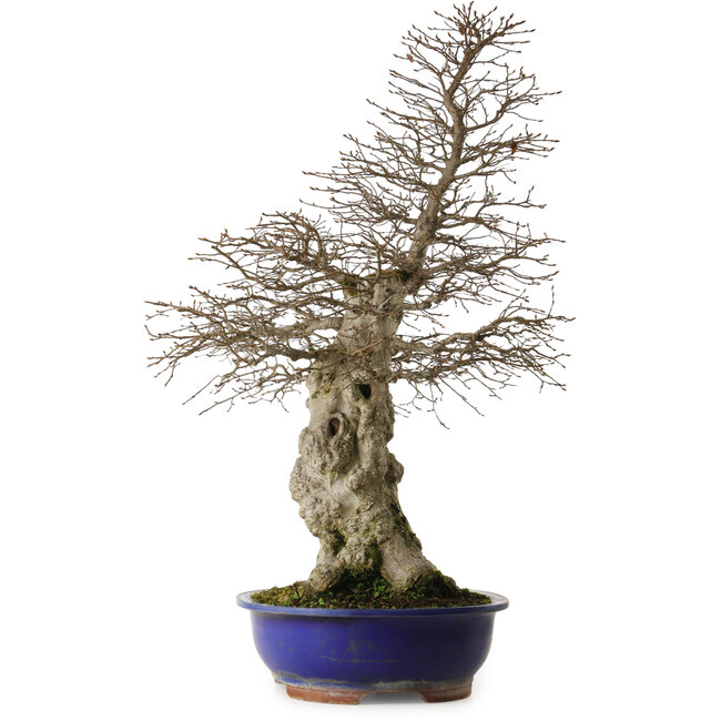 Carpinus coreana yamadori, 87 cm, ± 40 ans, avec un nebari de 30 cm