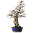 Carpinus coreana yamadori, 87 cm, ± 40 jaar oud, met een nebari van 30 cm