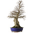 Carpinus coreana yamadori, 87 cm, ± 40 años, con un nebari de 30 cm