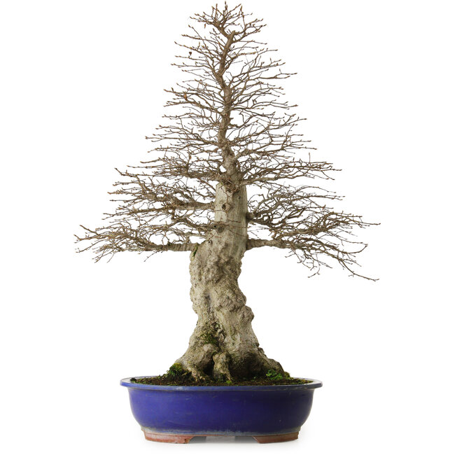 Carpinus coreana yamadori, 87 cm, ± 40 Jahre alt, mit einem Nebari von 30 cm