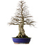 Carpinus coreana yamadori, 87 cm, ± 40 ans, avec un nebari de 30 cm