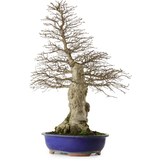 Carpinus coreana yamadori, 87 cm, ± 40 jaar oud, met een nebari van 30 cm