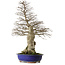 Carpinus coreana yamadori, 87 cm, ± 40 años, con un nebari de 30 cm