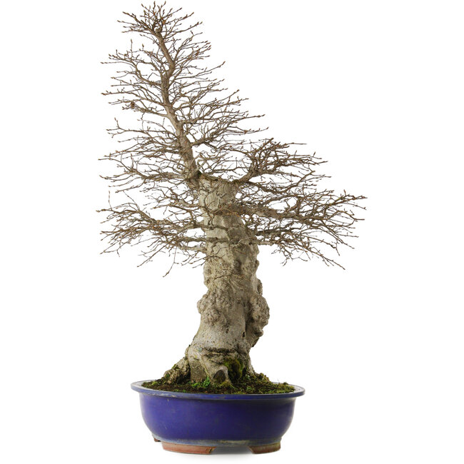 Carpinus coreana yamadori, 87 cm, ± 40 ans, avec un nebari de 30 cm