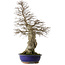 Carpinus coreana yamadori, 87 cm, ± 40 years old, with a nebari of 30 cm