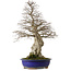 Carpinus coreana yamadori, 87 cm, ± 40 jaar oud, met een nebari van 30 cm