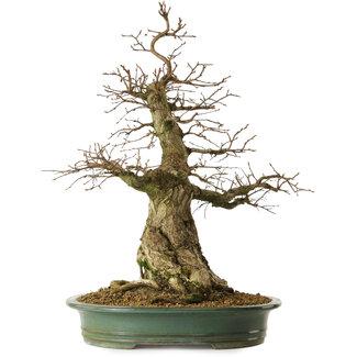 Carpinus coreana yamadori, 66 cm, ± 30 jaar oud