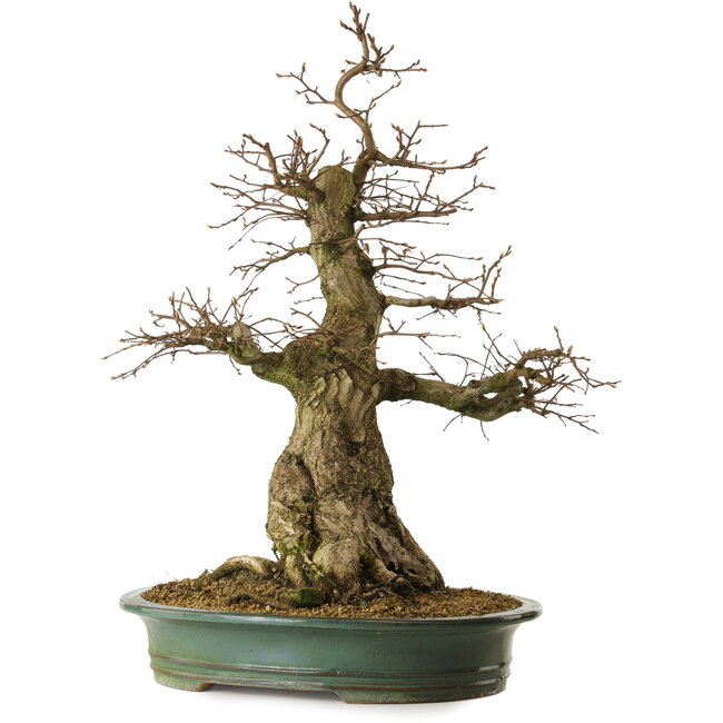 Carpinus coreana yamadori, 66 cm, ± 30 ans, avec un nebari de 25 cm
