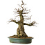 Carpinus coreana yamadori, 66 cm, ± 30 anni, con un nebari di 25 cm