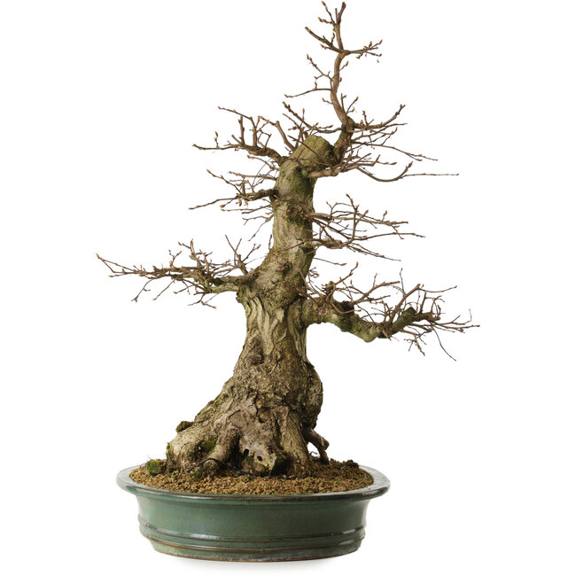 Carpinus coreana yamadori, 66 cm, ± 30 años, con un nebari de 25 cm