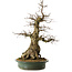 Carpinus coreana yamadori, 66 cm, ± 30 years old, with a nebari of 25 cm