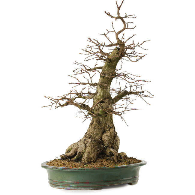 Carpinus coreana yamadori, 66 cm, ± 30 jaar oud, met een nebari van 25 cm
