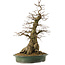 Carpinus coreana yamadori, 66 cm, ± 30 jaar oud, met een nebari van 25 cm