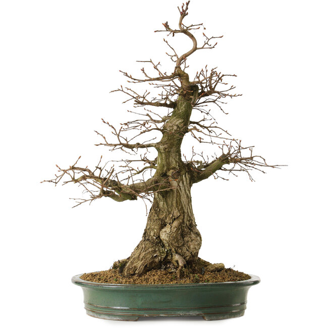 Carpinus coreana yamadori, 66 cm, ± 30 ans, avec un nebari de 25 cm