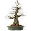 Carpinus coreana yamadori, 66 cm, ± 30 ans, avec un nebari de 25 cm