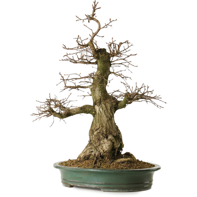 Carpinus coreana yamadori, 66 cm, ± 30 Jahre alt, mit einem Nebari von 25 cm