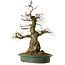 Carpinus coreana yamadori, 66 cm, ± 30 years old, with a nebari of 25 cm