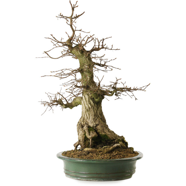 Carpinus coreana yamadori, 66 cm, ± 30 ans, avec un nebari de 25 cm