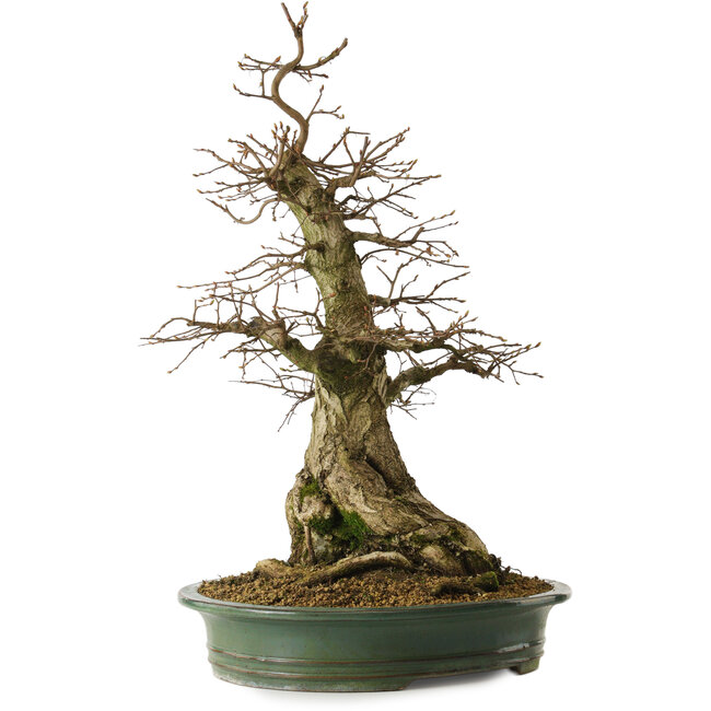 Carpinus coreana yamadori, 66 cm, ± 30 Jahre alt, mit einem Nebari von 25 cm