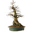 Carpinus coreana yamadori, 66 cm, ± 30 jaar oud, met een nebari van 25 cm