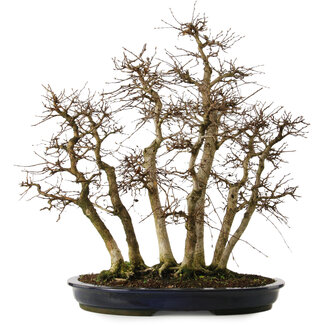 Carpinus coreana yamadori, 70 cm, ± 35 years old