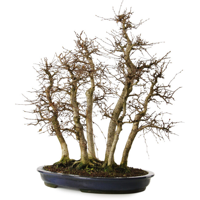 Carpinus coreana yamadori, 70 cm, ± 35 Jahre alt