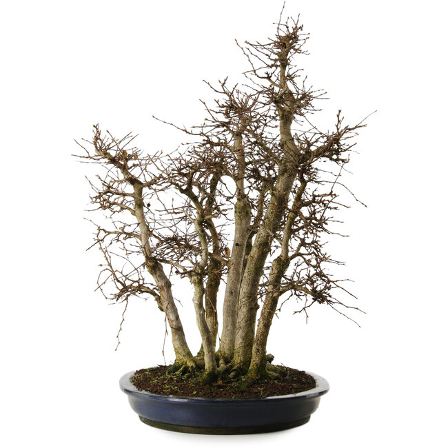 Carpinus coreana yamadori, 70 cm, ± 35 Jahre alt