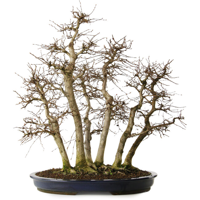 Carpinus coreana yamadori, 70 cm, ± 35 anni