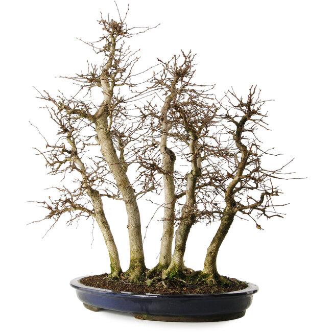 Carpinus coreana yamadori, 70 cm, ± 35 anni