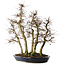 Carpinus coreana yamadori, 70 cm, ± 35 Jahre alt