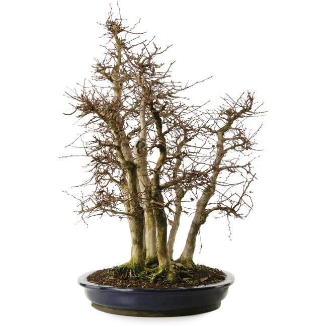 Carpinus coreana yamadori, 70 cm, ± 35 años