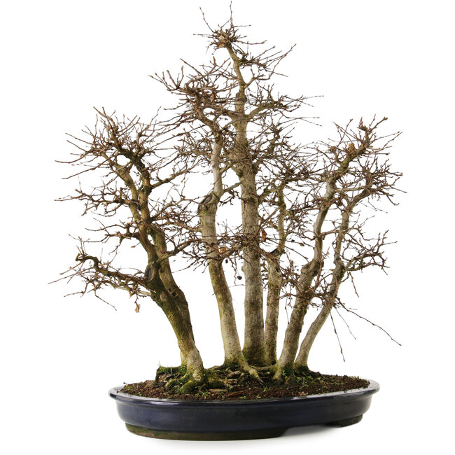 Carpinus coreana yamadori, 70 cm, ± 35 Jahre alt