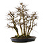 Carpinus coreana yamadori, 70 cm, ± 35 Jahre alt
