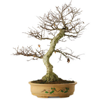 Carpinus coreana yamadori, 65 cm, ± 30 anni