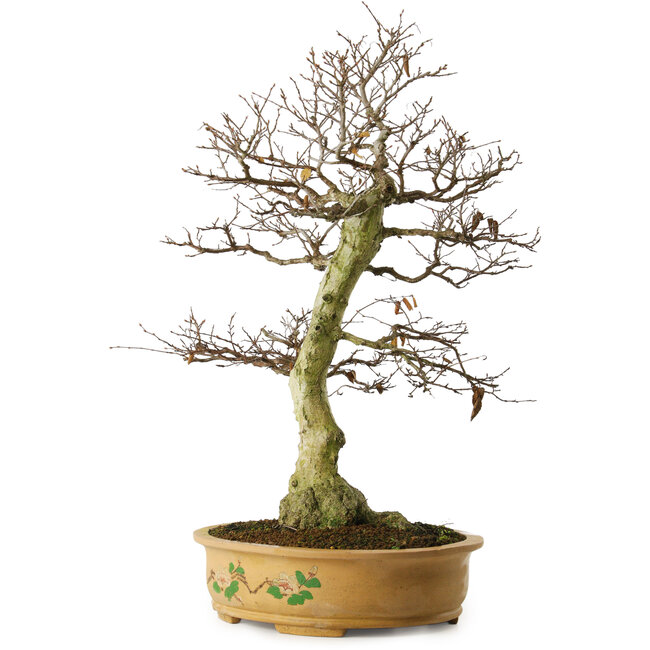 Carpinus coreana yamadori, 65 cm, ± 30 ans, avec un nebari de 21 cm