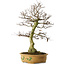 Carpinus coreana yamadori, 65 cm, ± 30 ans, avec un nebari de 21 cm