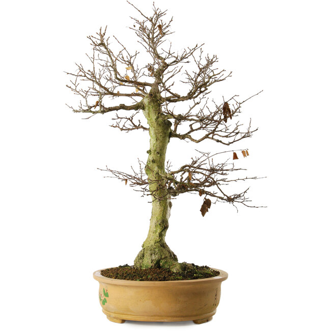 Carpinus coreana yamadori, 65 cm, ± 30 anni, con un nebari di 21 cm