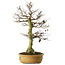 Carpinus coreana yamadori, 65 cm, ± 30 Jahre alt, mit einem Nebari von 21 cm