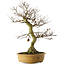 Carpinus coreana yamadori, 65 cm, ± 30 jaar oud, met een nebari van 21 cm