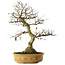 Carpinus coreana yamadori, 65 cm, ± 30 years old, with a nebari of 21 cm