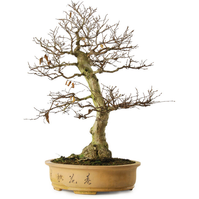 Carpinus coreana yamadori, 65 cm, ± 30 años, con un nebari de 21 cm