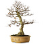 Carpinus coreana yamadori, 65 cm, ± 30 years old, with a nebari of 21 cm