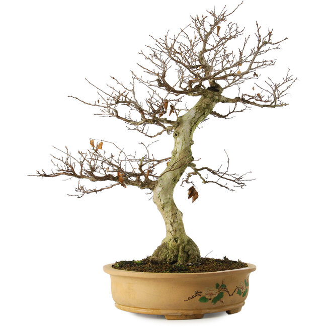 Carpinus coreana yamadori, 65 cm, ± 30 Jahre alt, mit einem Nebari von 21 cm