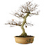 Carpinus coreana yamadori, 65 cm, ± 30 Jahre alt, mit einem Nebari von 21 cm