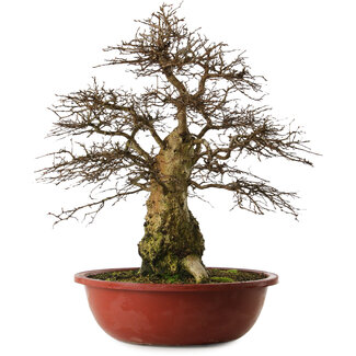 Carpinus coreana yamadori, 63 cm, ± 30 jaar oud