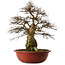 Carpinus coreana yamadori, 63 cm, ± 30 Jahre alt, mit einem Nebari von 28 cm