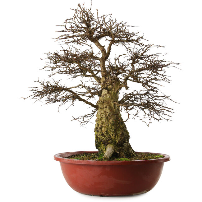 Carpinus coreana yamadori, 63 cm, ± 30 ans, avec un nebari de 28 cm