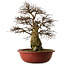 Carpinus coreana yamadori, 63 cm, ± 30 Jahre alt, mit einem Nebari von 28 cm