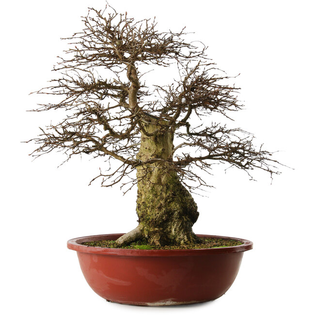 Carpinus coreana yamadori, 63 cm, ± 30 años, con un nebari de 28 cm